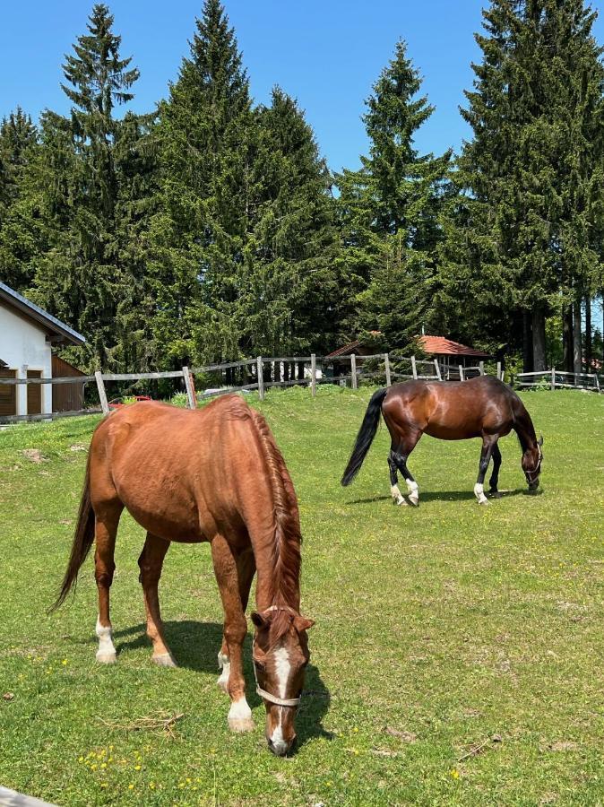 Bavarian Escape Mit Pool Lejlighed Sankt Englmar